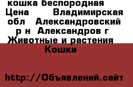 кошка беспородная :( › Цена ­ 0 - Владимирская обл., Александровский р-н, Александров г. Животные и растения » Кошки   